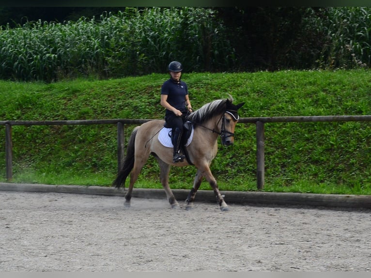 Chevaux fjord Hongre 3 Ans 145 cm Isabelle in Wellheim