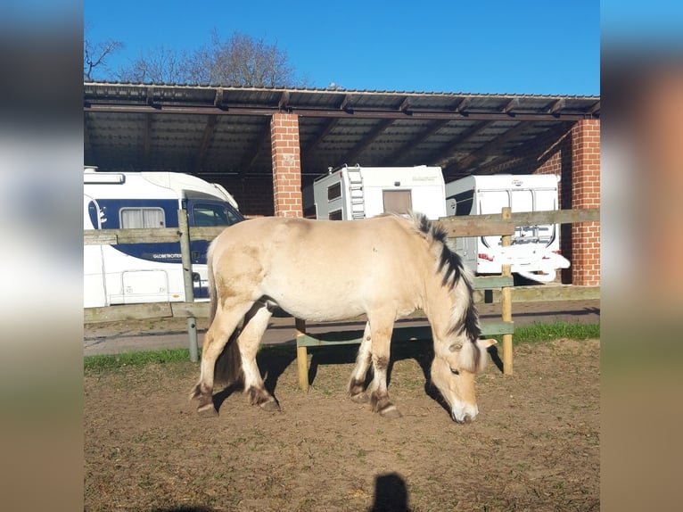 Chevaux fjord Hongre 3 Ans 145 cm Isabelle in Lotte