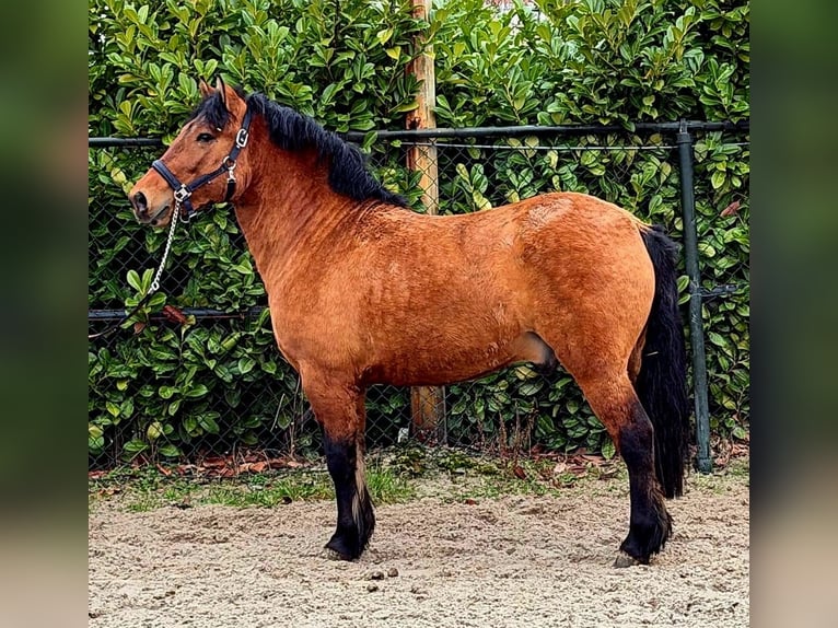 Chevaux fjord Hongre 3 Ans 146 cm Bai clair in Someren
