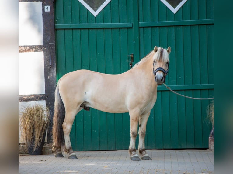 Chevaux fjord Hongre 3 Ans 147 cm Isabelle in Lotte