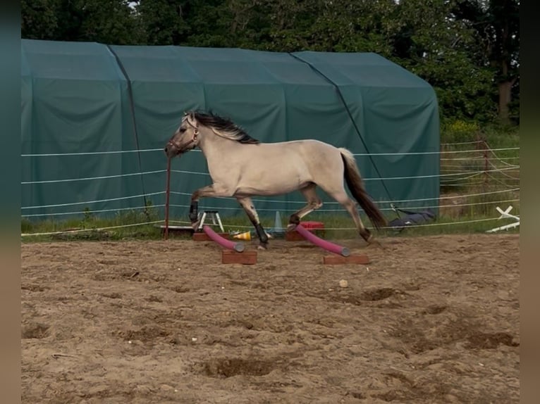 Chevaux fjord Hongre 3 Ans 147 cm Isabelle in D&#xF6;llen