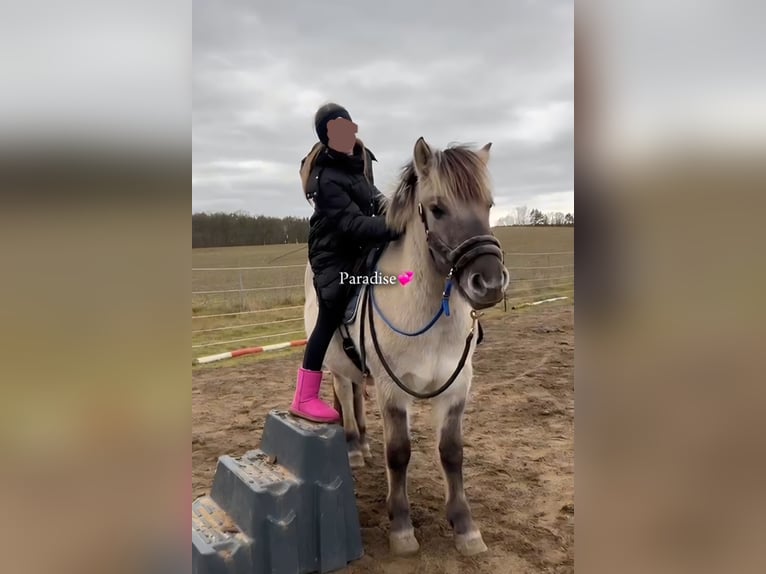 Chevaux fjord Hongre 3 Ans 147 cm Isabelle in D&#xF6;llen