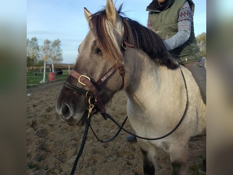 Chevaux fjord Hongre 3 Ans 147 cm Isabelle in D&#xF6;llen