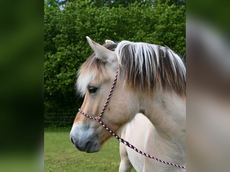 Chevaux fjord Hongre 3 Ans 148 cm Alezan dun in Sinntal