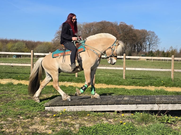 Chevaux fjord Hongre 3 Ans 148 cm Isabelle in Linkenbach