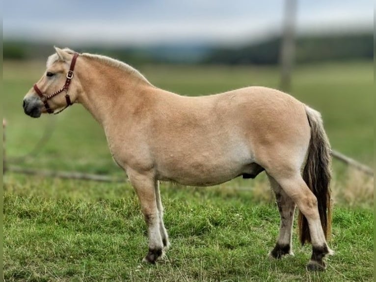 Chevaux fjord Hongre 3 Ans 150 cm Isabelle in Sinntal