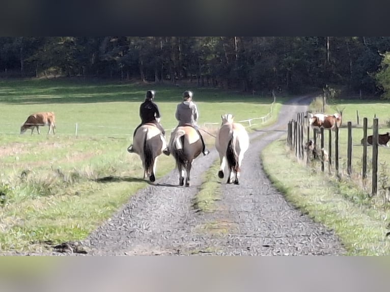 Chevaux fjord Hongre 3 Ans 150 cm Isabelle in Sinntal