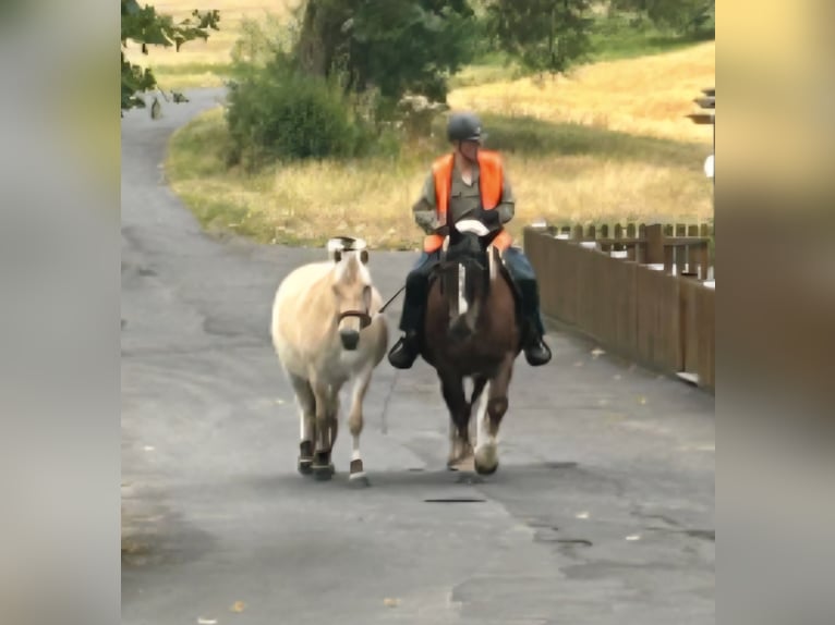 Chevaux fjord Hongre 3 Ans 150 cm Isabelle in Sinntal