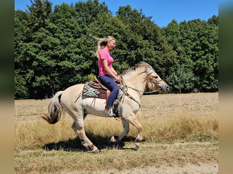 Chevaux fjord Hongre 3 Ans 150 cm Isabelle in Linkenbach