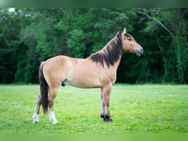 Chevaux fjord Croisé Hongre 3 Ans Isabelle in Sherborn