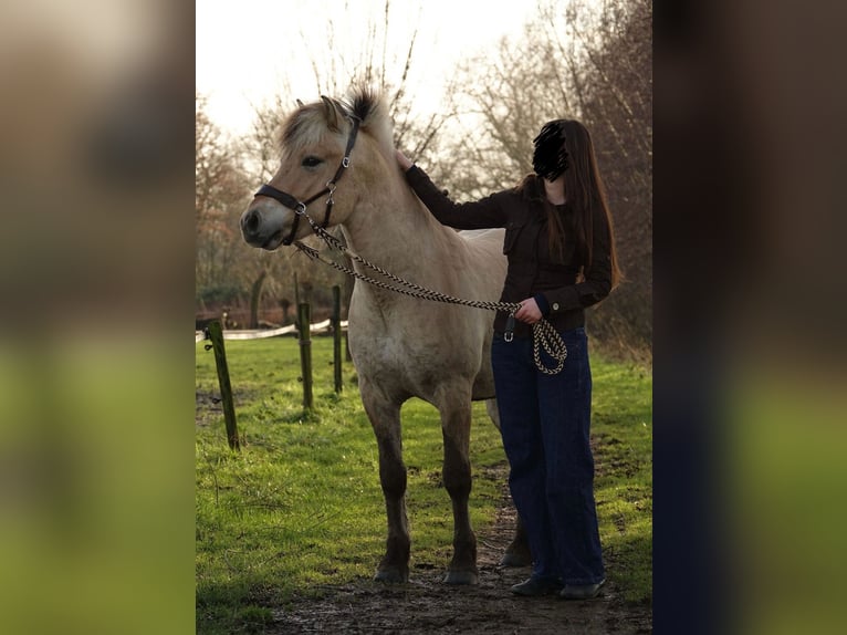 Chevaux fjord Hongre 4 Ans 138 cm in Achterveld