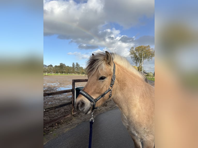 Chevaux fjord Hongre 4 Ans 138 cm in Achterveld