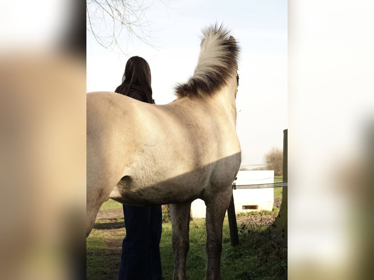 Chevaux fjord Hongre 4 Ans 138 cm in Achterveld