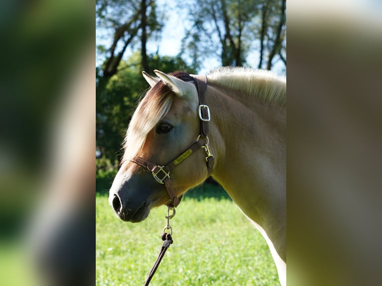Chevaux fjord Hongre 4 Ans 142 cm Isabelle in Villach