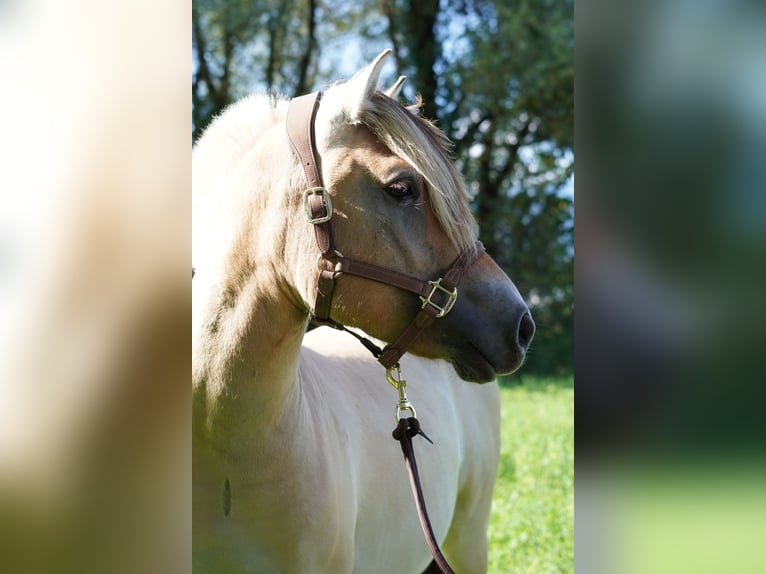 Chevaux fjord Hongre 4 Ans 142 cm Isabelle in Villach