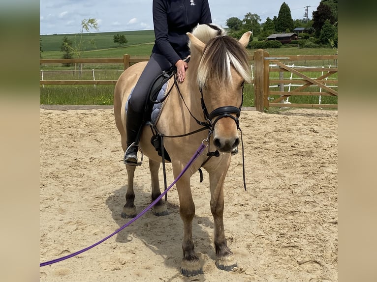 Chevaux fjord Hongre 4 Ans 142 cm Isabelle in Homberg (Ohm)