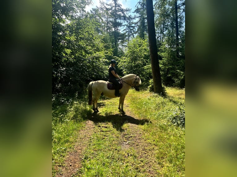 Chevaux fjord Hongre 4 Ans 144 cm Isabelle in Neu Duvenstedt