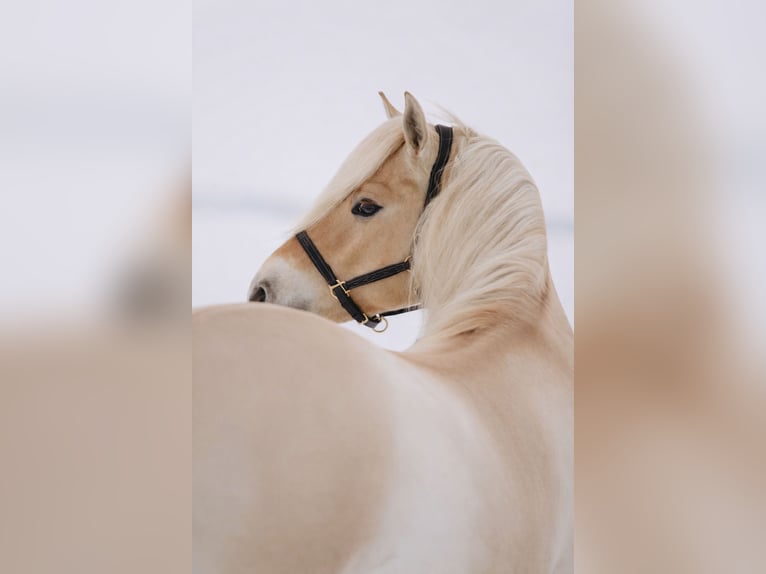 Chevaux fjord Hongre 4 Ans 145 cm Bai cerise in Grijpskerk