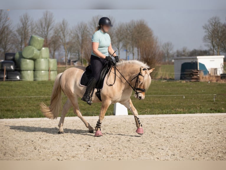 Chevaux fjord Hongre 4 Ans 145 cm Bai cerise in Grijpskerk