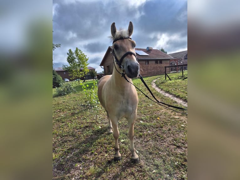 Chevaux fjord Hongre 4 Ans 145 cm Bai clair in Győrzámoly
