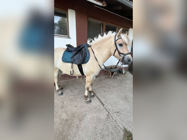 Chevaux fjord Hongre 4 Ans 145 cm in München