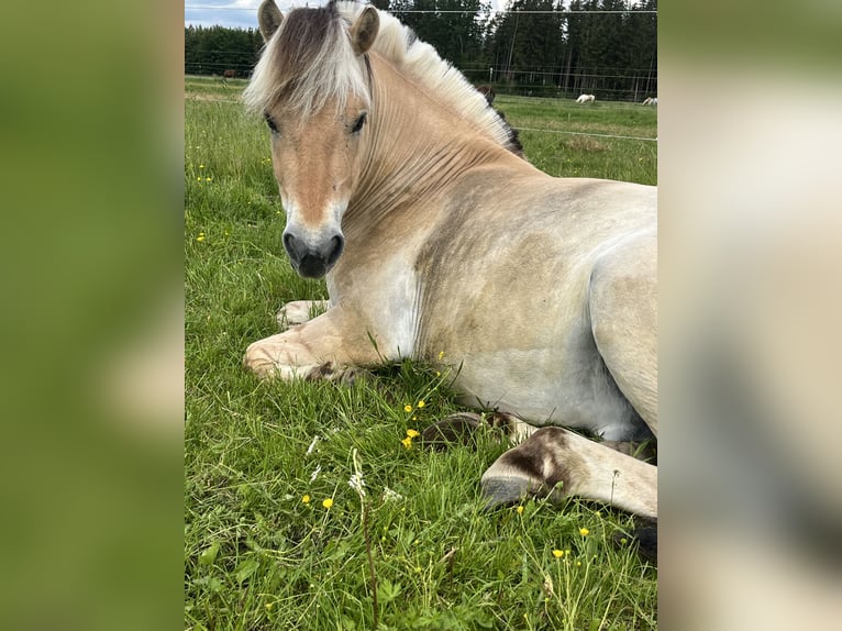 Chevaux fjord Hongre 4 Ans 145 cm in München