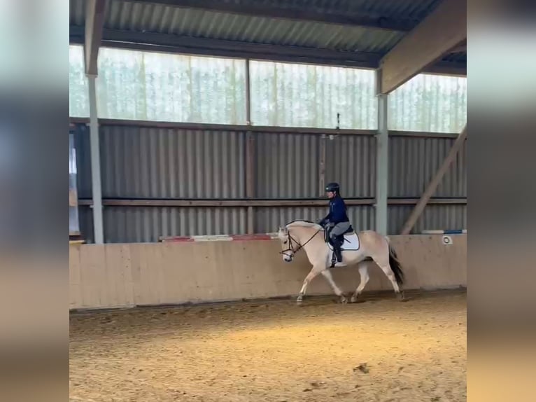 Chevaux fjord Hongre 4 Ans 145 cm Isabelle in Gerbstedt