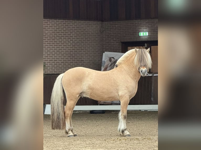 Chevaux fjord Hongre 4 Ans 146 cm  in Mussel