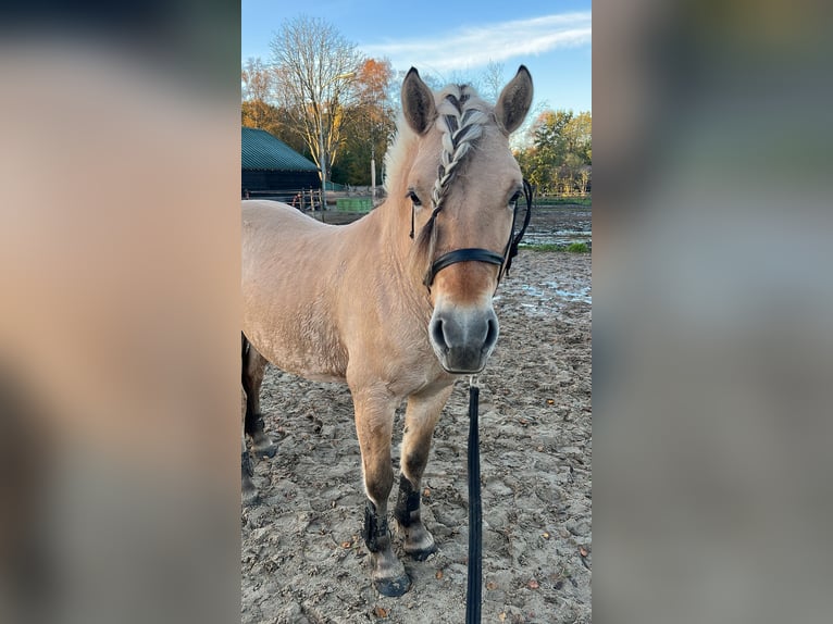 Chevaux fjord Hongre 4 Ans 146 cm  in Mussel
