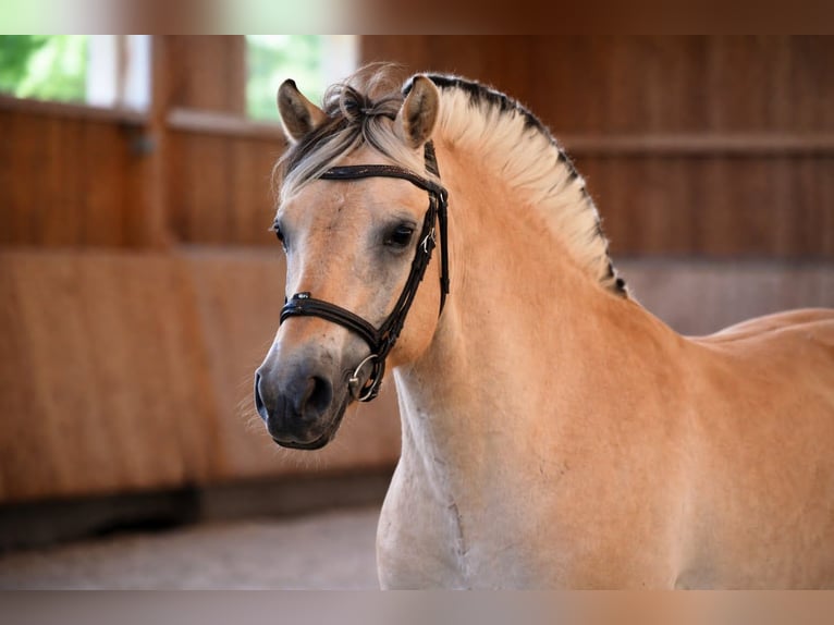 Chevaux fjord Hongre 4 Ans 147 cm Isabelle in Thiers