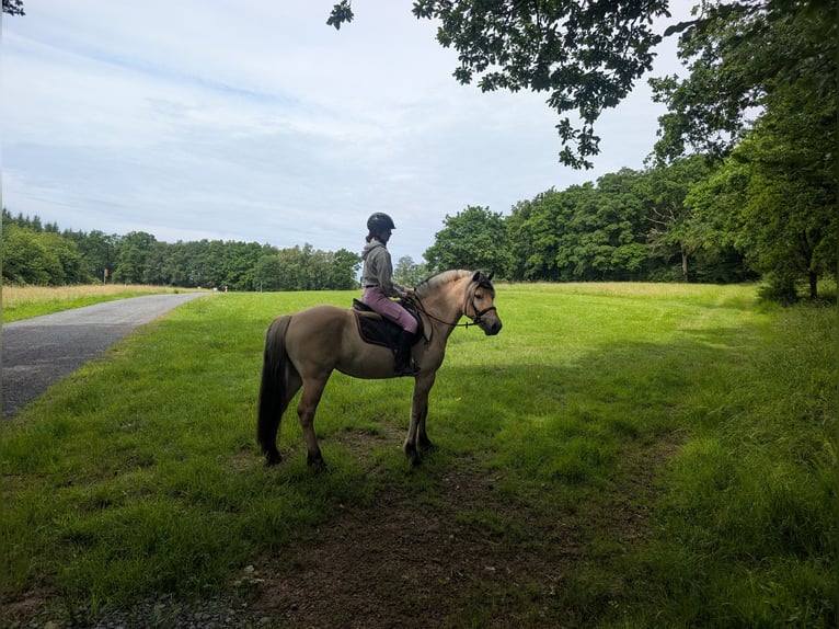 Chevaux fjord Hongre 4 Ans 151 cm Isabelle in Morsbach
