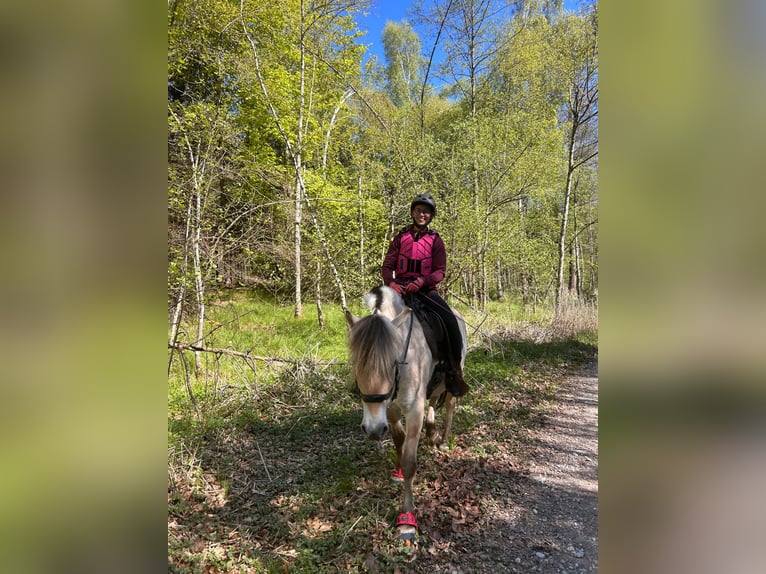 Chevaux fjord Hongre 4 Ans 152 cm Isabelle in Ebersberg