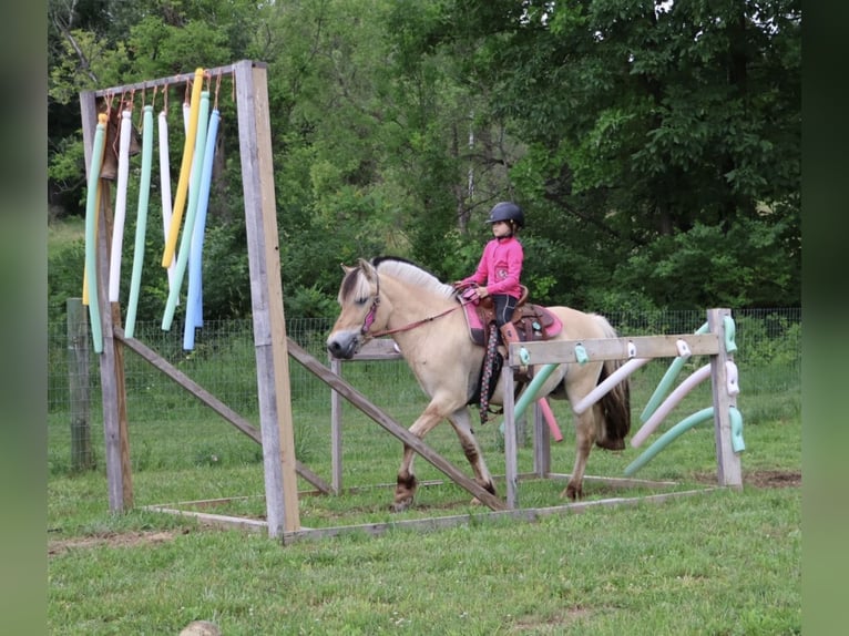 Chevaux fjord Hongre 4 Ans Isabelle in Howell