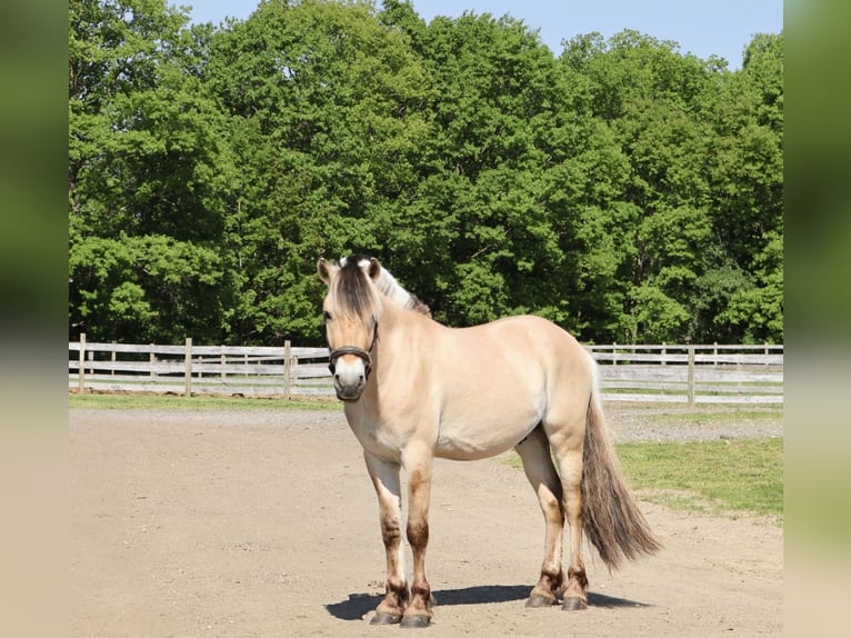 Chevaux fjord Hongre 4 Ans Isabelle in Howell