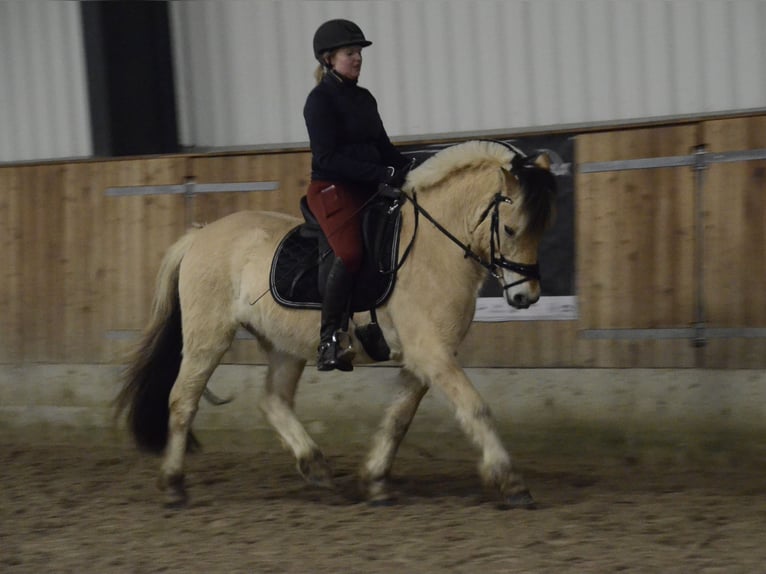 Chevaux fjord Hongre 5 Ans 143 cm Isabelle in Nahe