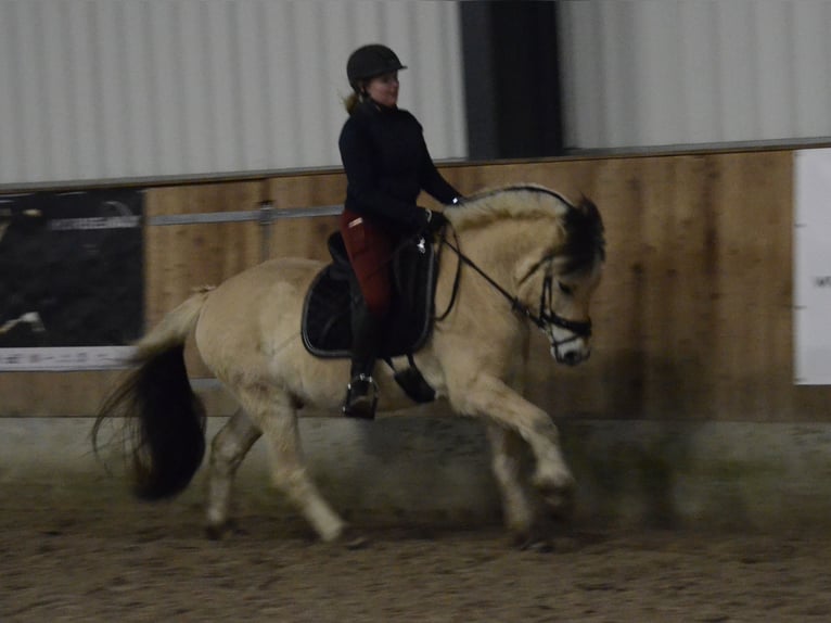 Chevaux fjord Hongre 5 Ans 143 cm Isabelle in Nahe