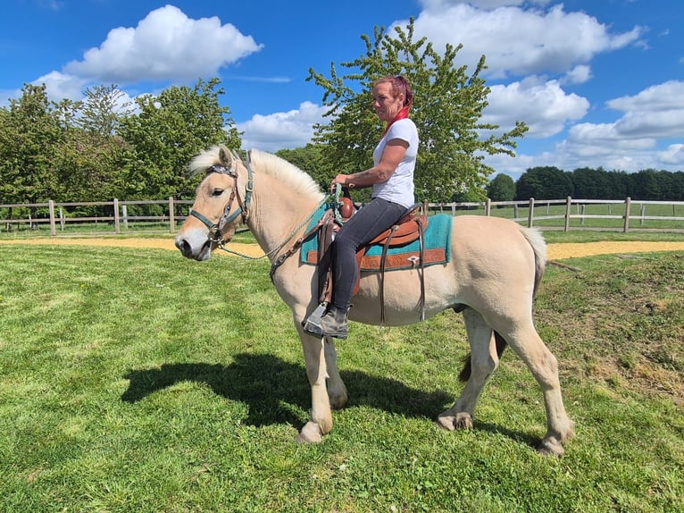 Chevaux fjord Hongre 5 Ans 148 cm Isabelle in Linkenbach