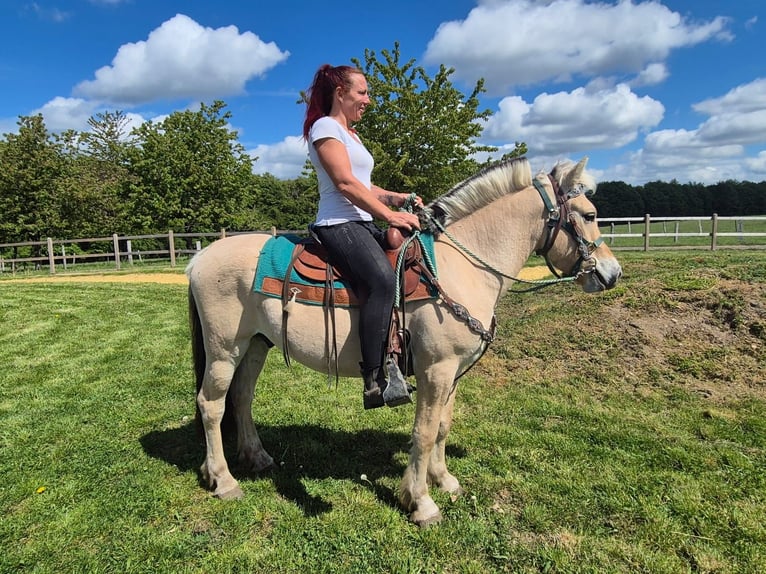 Chevaux fjord Hongre 5 Ans 148 cm Isabelle in Linkenbach