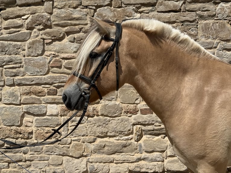 Chevaux fjord Hongre 5 Ans 154 cm Isabelle in Gerbstedt