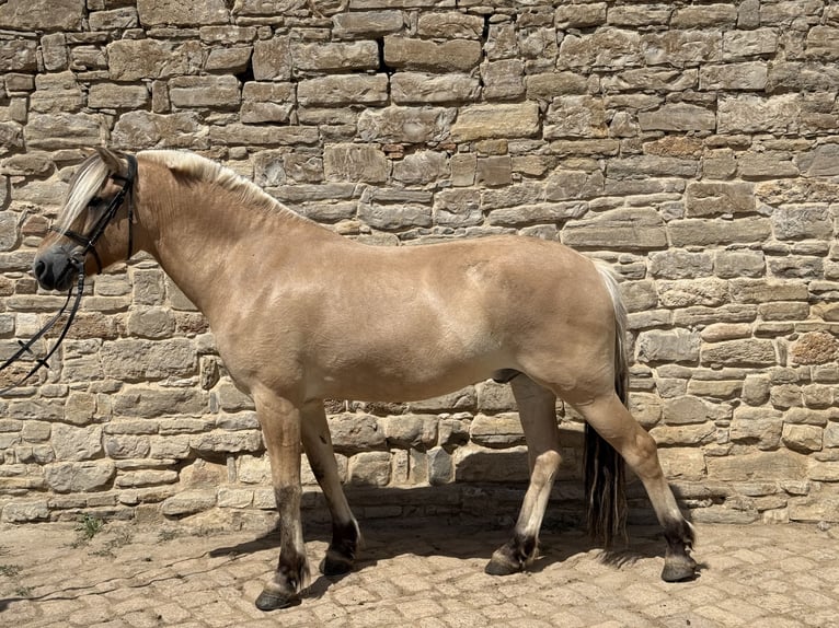 Chevaux fjord Hongre 5 Ans 155 cm Isabelle in Gerbstedt