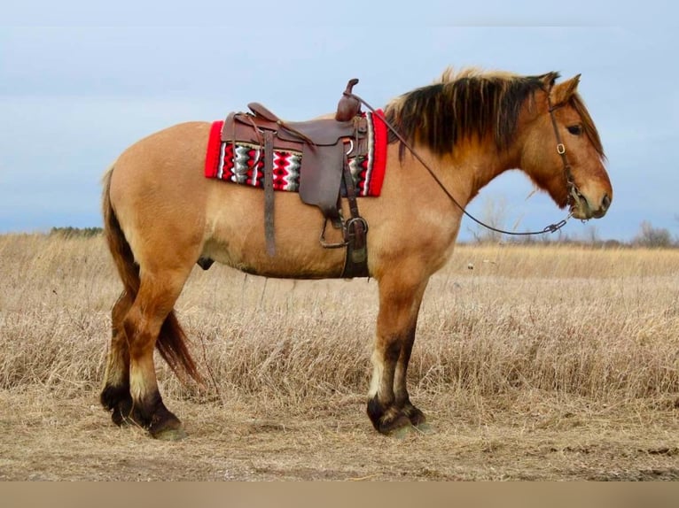 Chevaux fjord Croisé Hongre 5 Ans 160 cm Isabelle in Battle Creek, IA