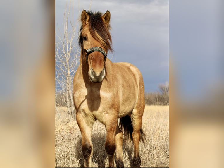 Chevaux fjord Croisé Hongre 5 Ans 160 cm Isabelle in Battle Creek, IA