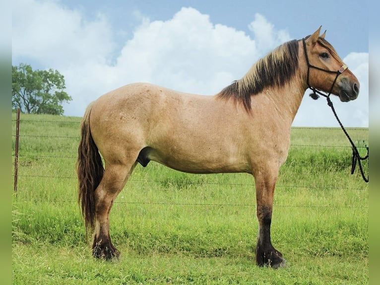 Chevaux fjord Croisé Hongre 5 Ans 160 cm Isabelle in Battle Creek