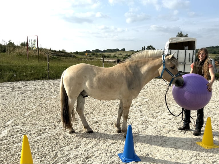 Chevaux fjord Hongre 5 Ans Isabelle in Liebstadt
