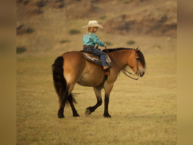 Chevaux fjord Hongre 6 Ans 122 cm Isabelle in Georgetown