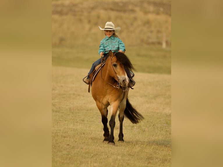 Chevaux fjord Hongre 6 Ans 122 cm Isabelle in Georgetown