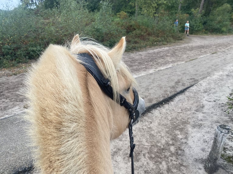 Chevaux fjord Hongre 6 Ans 140 cm Alezan dun in Herpen