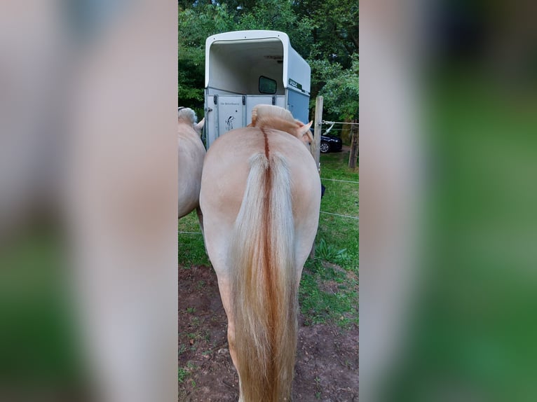 Chevaux fjord Hongre 6 Ans 140 cm Alezan dun in Herpen