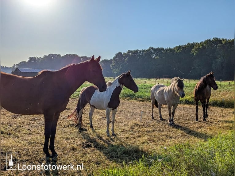 Chevaux fjord Hongre 6 Ans 145 cm in Tilburg