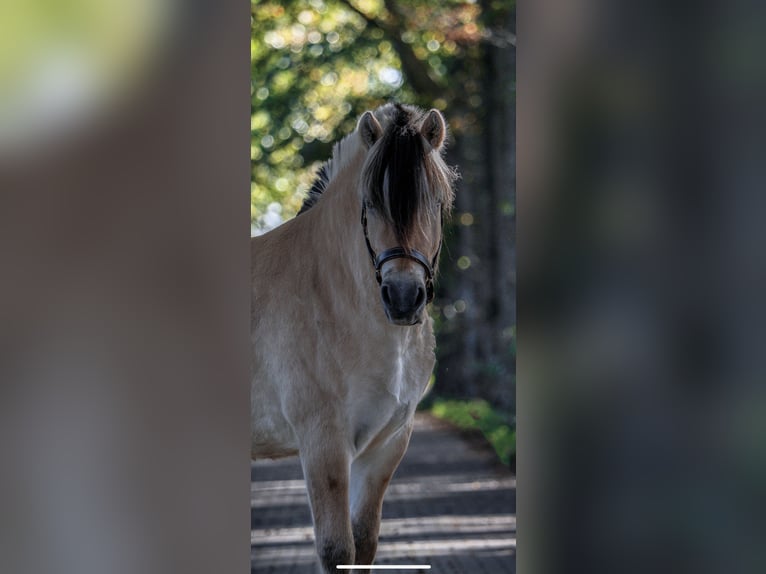 Chevaux fjord Hongre 6 Ans 145 cm in Tilburg